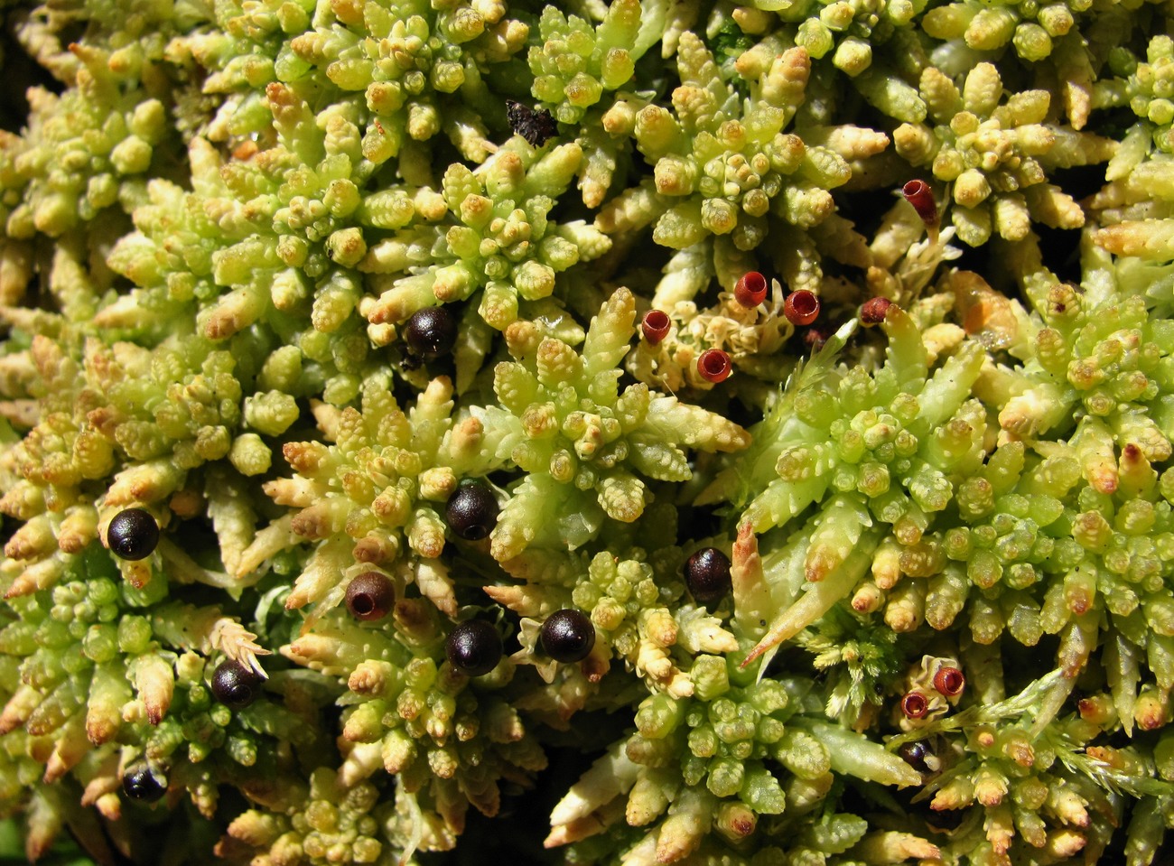 Image of genus Sphagnum specimen.