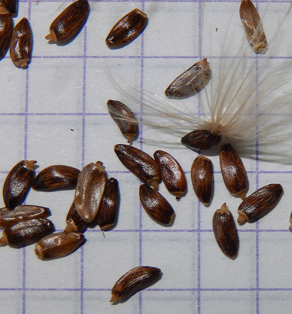 Image of Cirsium euxinum specimen.