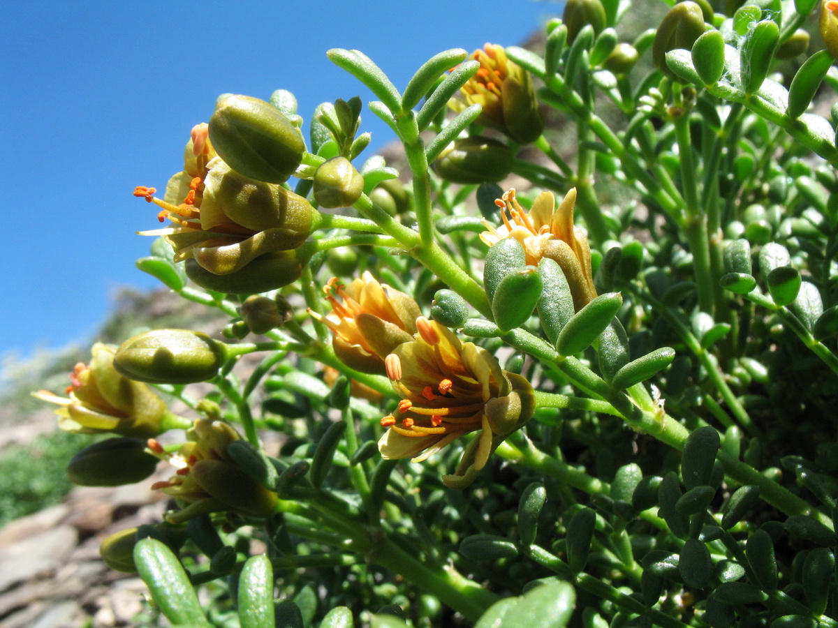 Изображение особи Zygophyllum pinnatum.