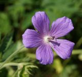 Geranium pratense