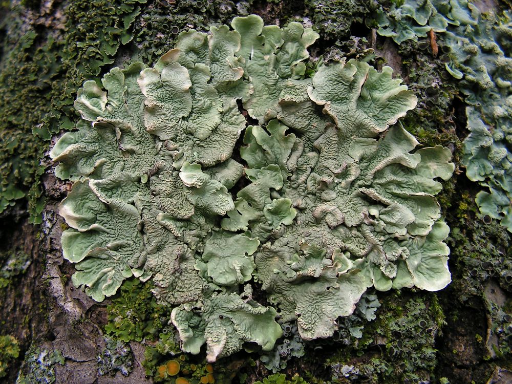 Image of Flavoparmelia caperata specimen.