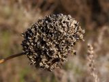 Allium sphaerocephalon. Сухое соплодие со вскрывшимися коробочками. Украина, г. Запорожье, средняя часть о-ва Хортица, возле дороги. 24.12.2015.