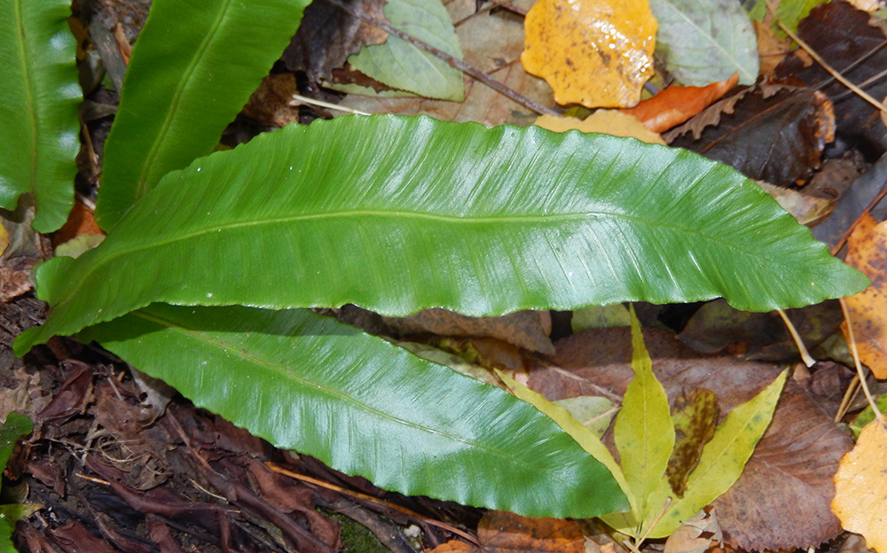 Изображение особи Phyllitis scolopendrium.