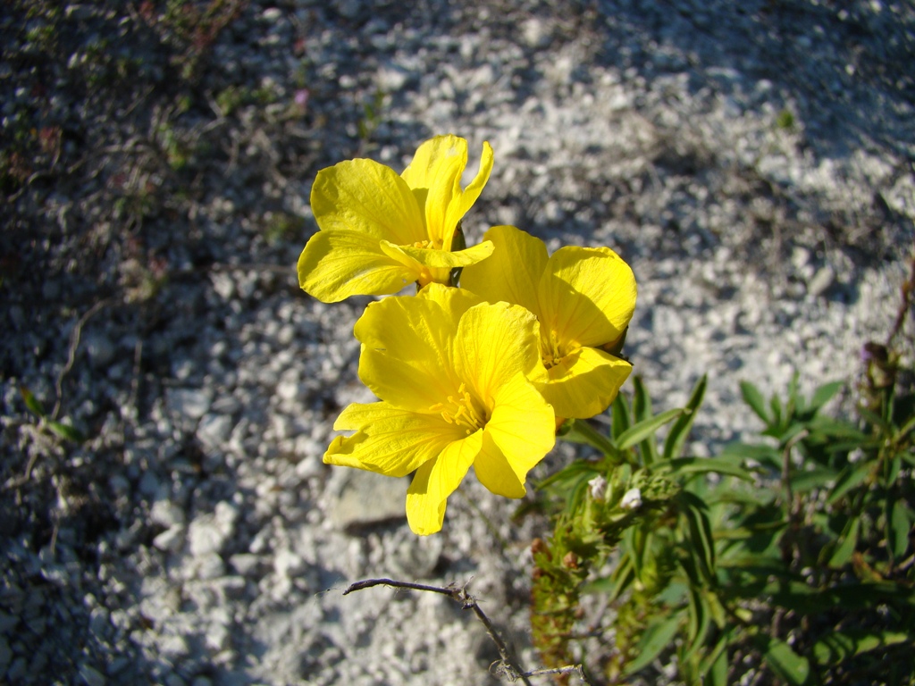 Изображение особи Linum flavum.