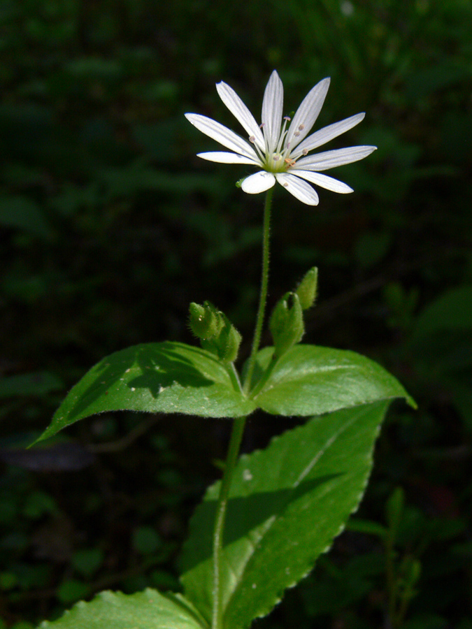 Image of Stellaria bungeana specimen.