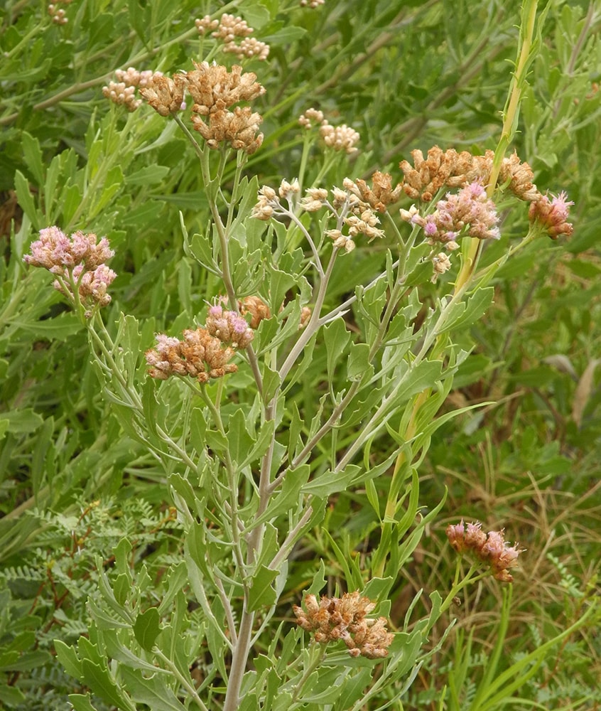 Image of Tessaria absinthioides specimen.