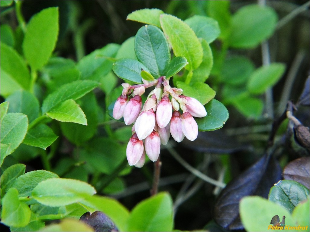 Изображение особи Vaccinium vitis-idaea.