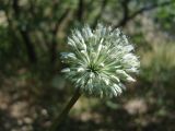 Allium affine