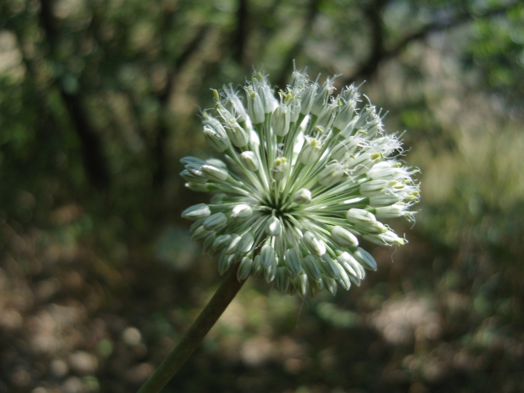 Image of Allium affine specimen.