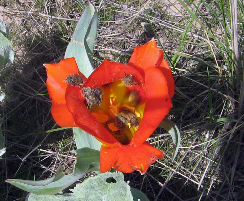 Image of Tulipa greigii specimen.