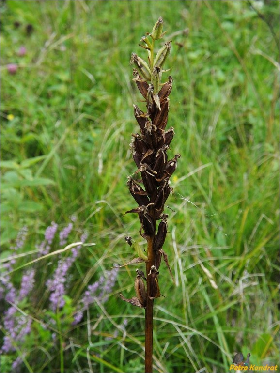 Изображение особи Platanthera bifolia.