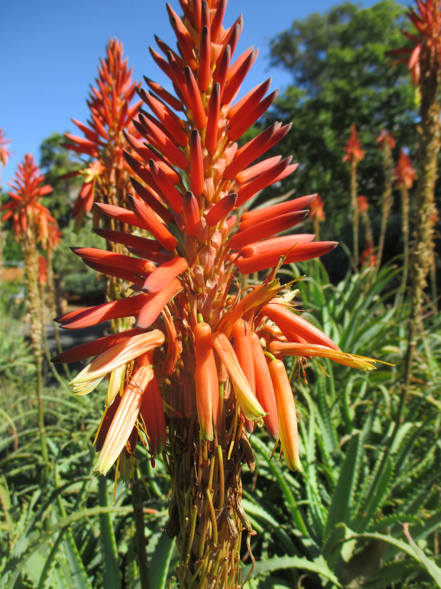 Image of Aloe arborescens specimen.