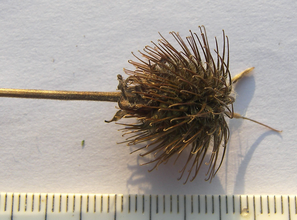 Image of Geum urbanum specimen.