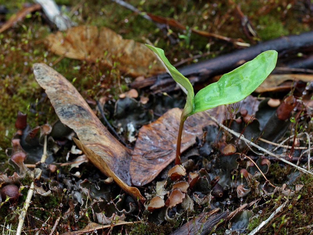 Image of Acer platanoides specimen.