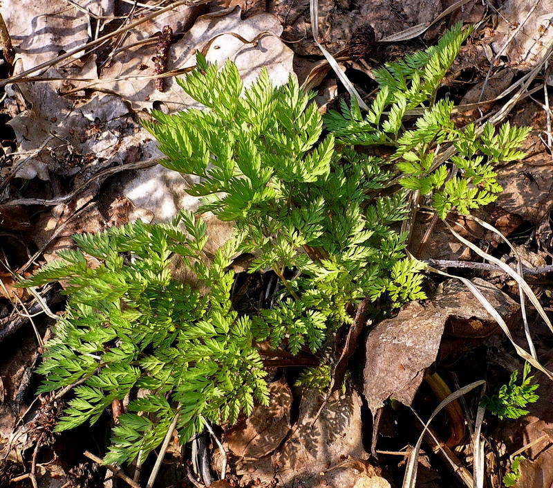 Image of Anthriscus sylvestris specimen.