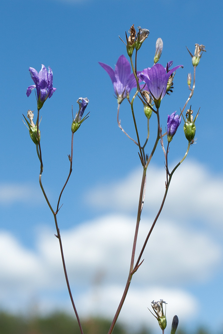 Image of Campanula patula specimen.