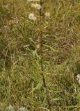 Hieracium umbellatum