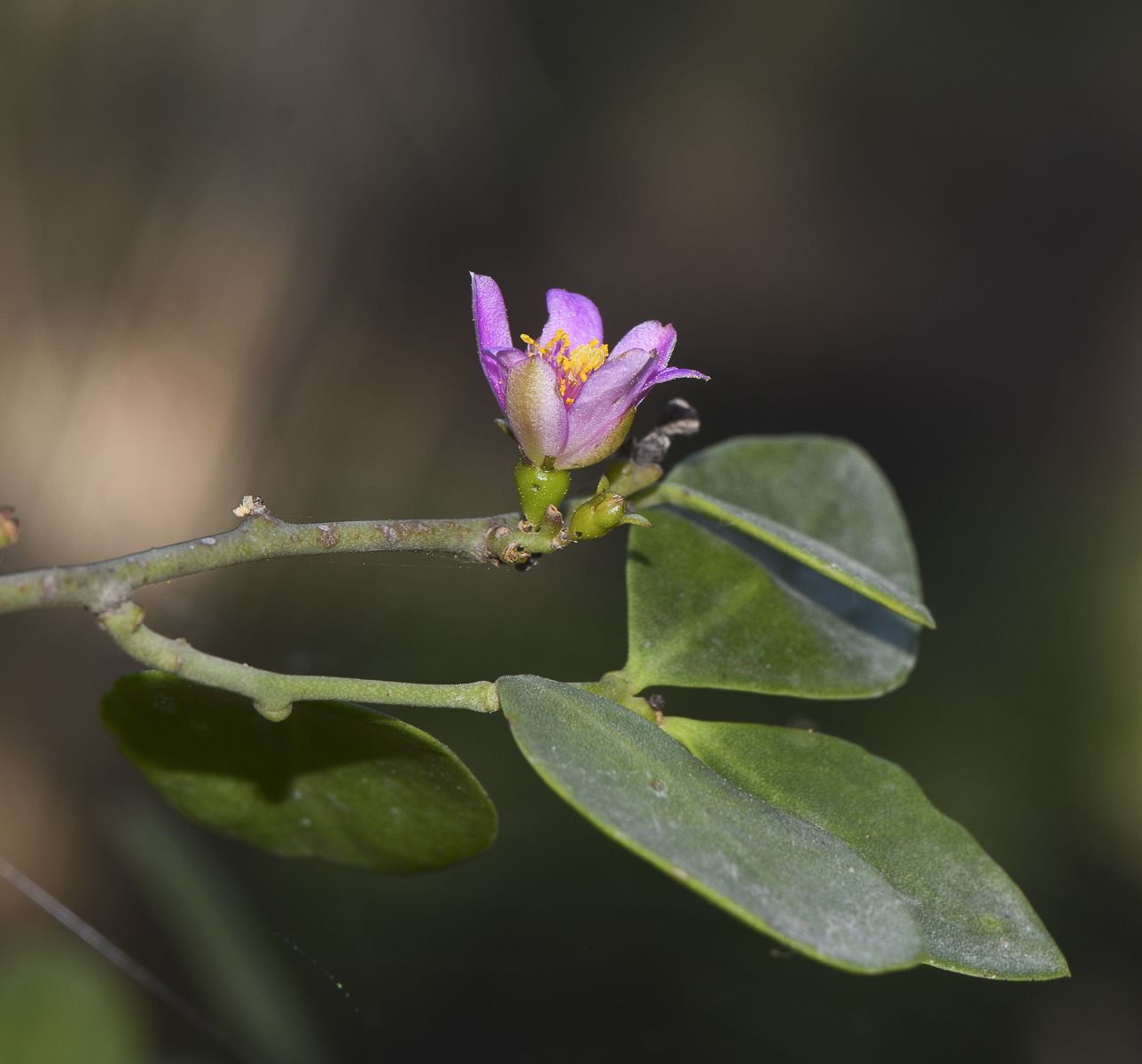 Image of genus Pereskia specimen.