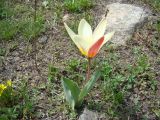 Tulipa kaufmanniana