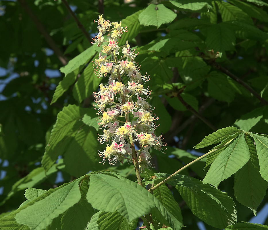 Image of Aesculus hippocastanum specimen.