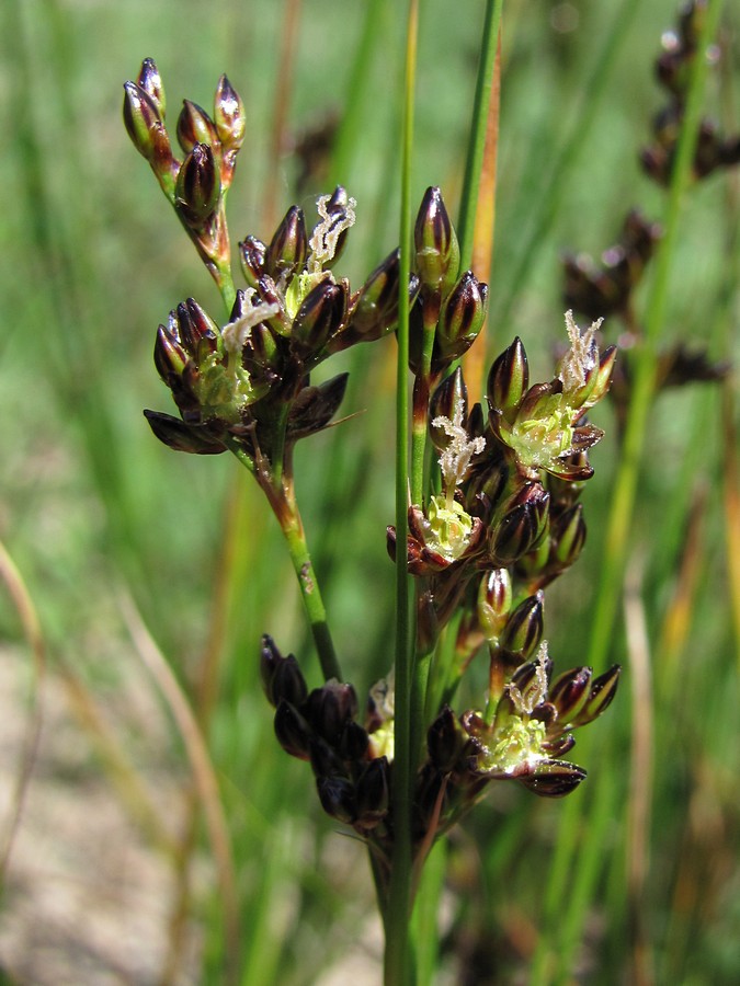 Image of Juncus gerardi specimen.