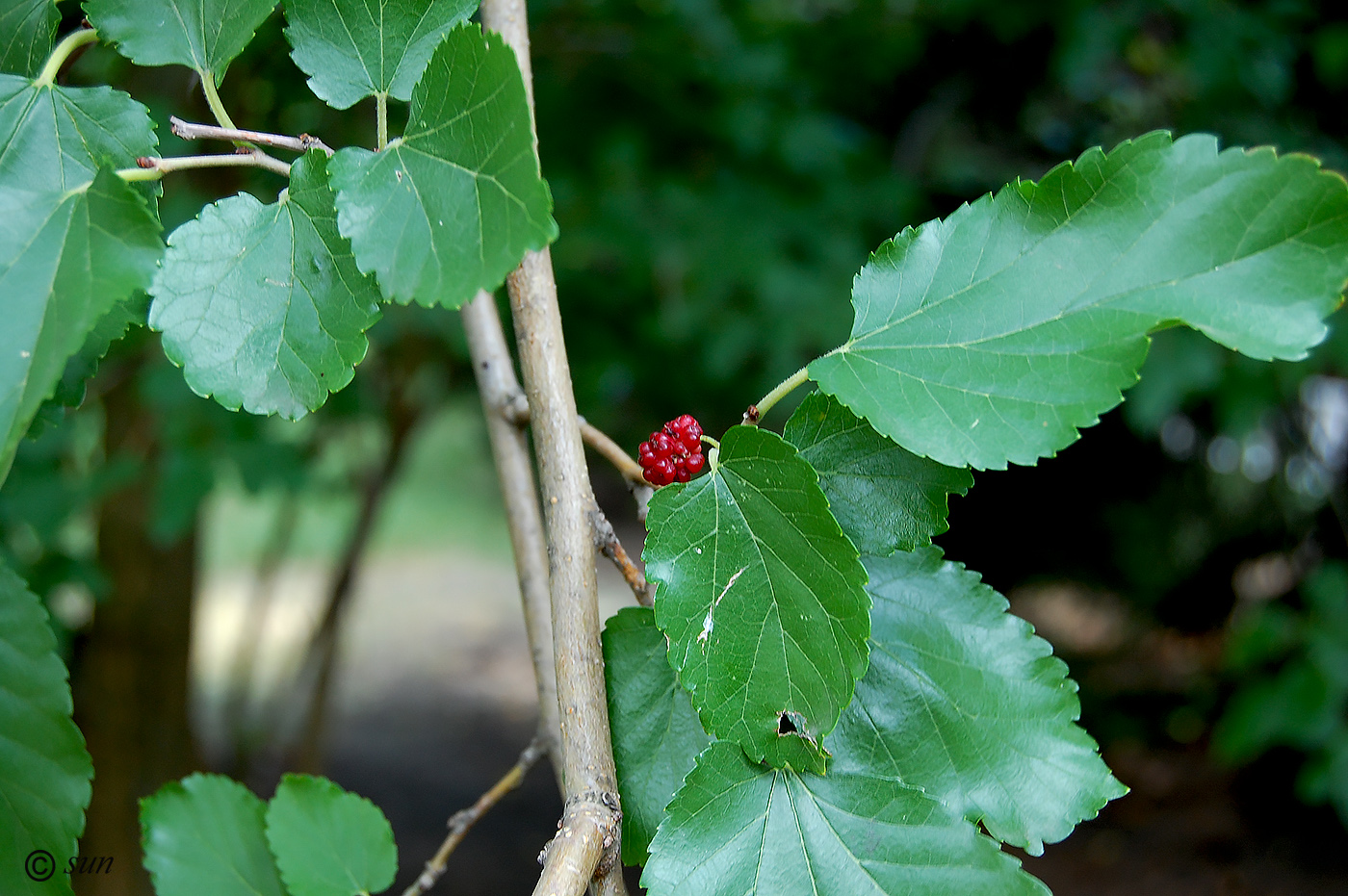 Изображение особи Morus alba.