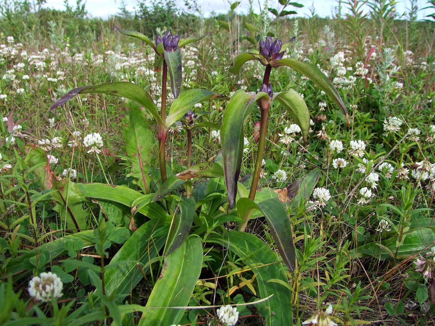 Image of Gentiana macrophylla specimen.