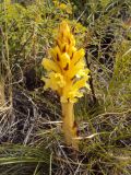 Orobanche lutea