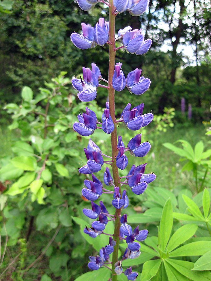 Изображение особи Lupinus polyphyllus.