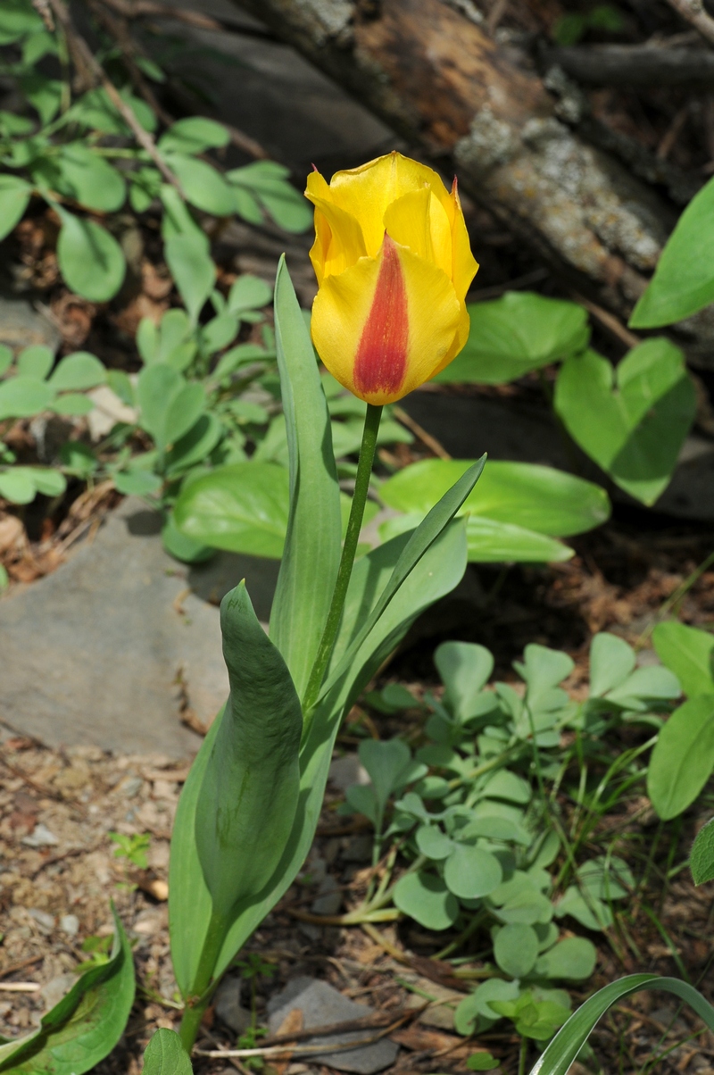 Image of Tulipa greigii specimen.