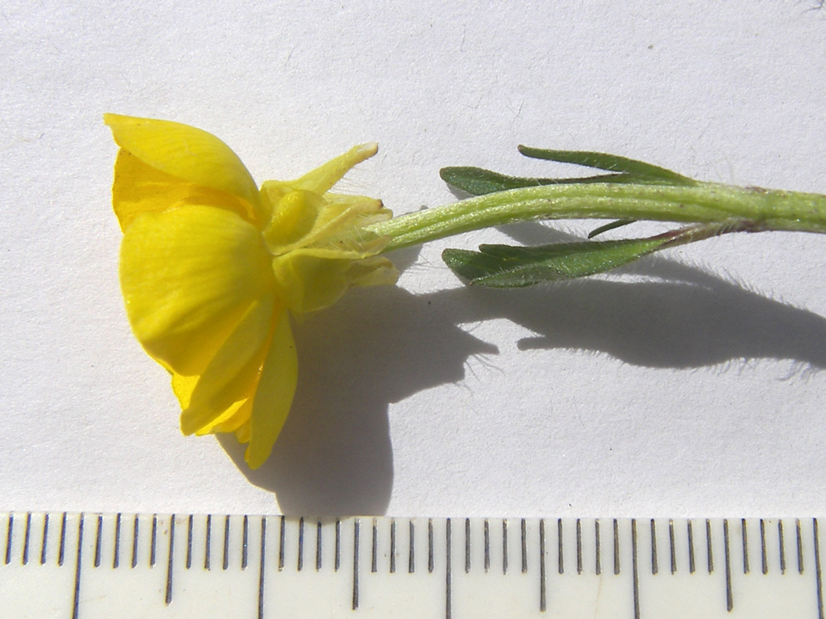 Image of Ranunculus aleae specimen.