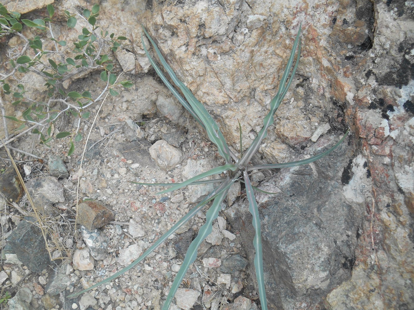 Изображение особи семейство Asteraceae.