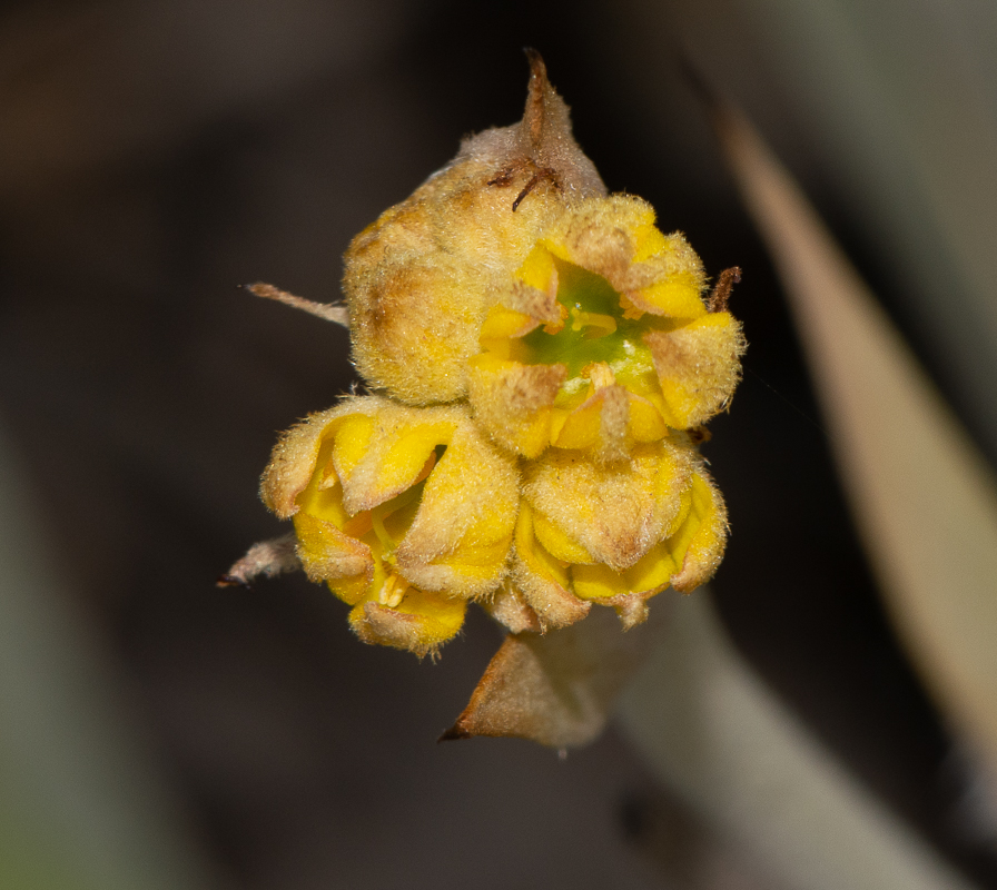 Изображение особи Conostylis candicans.