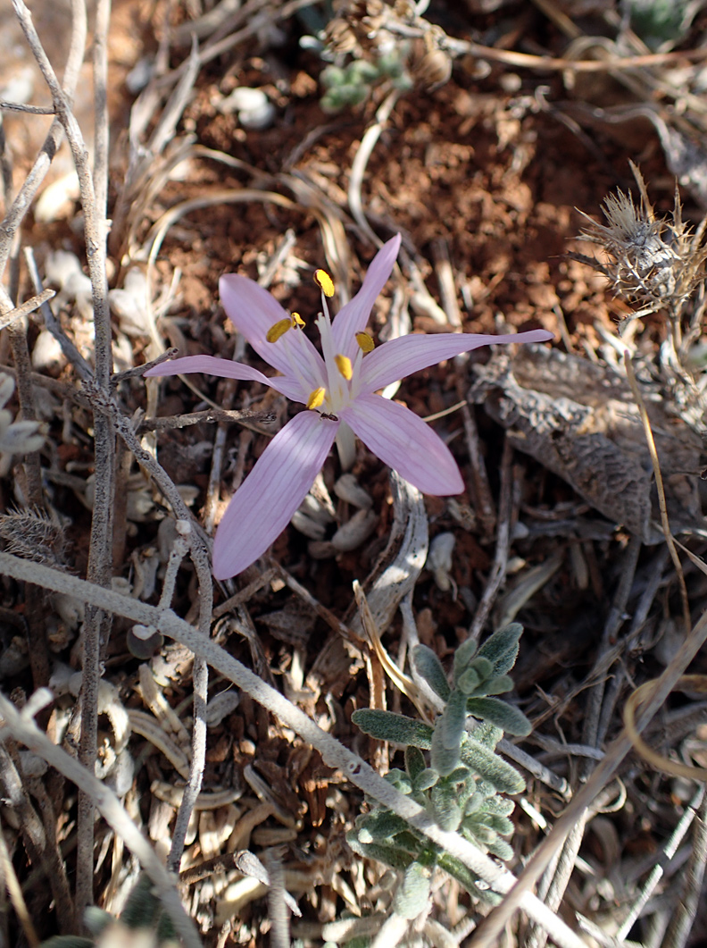 Image of genus Colchicum specimen.