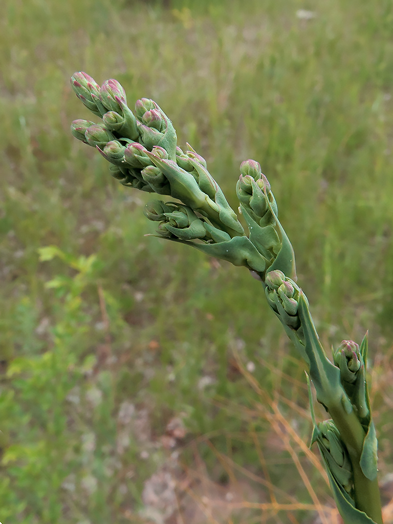 Изображение особи Lactuca serriola.