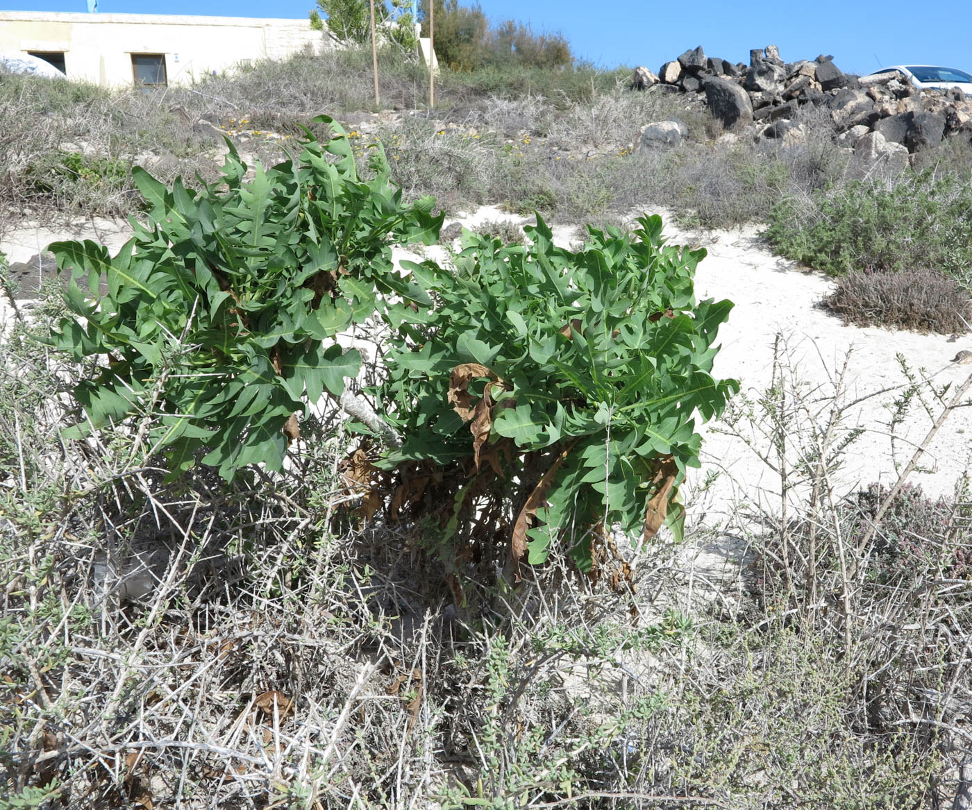 Image of Sonchus pinnatifidus specimen.