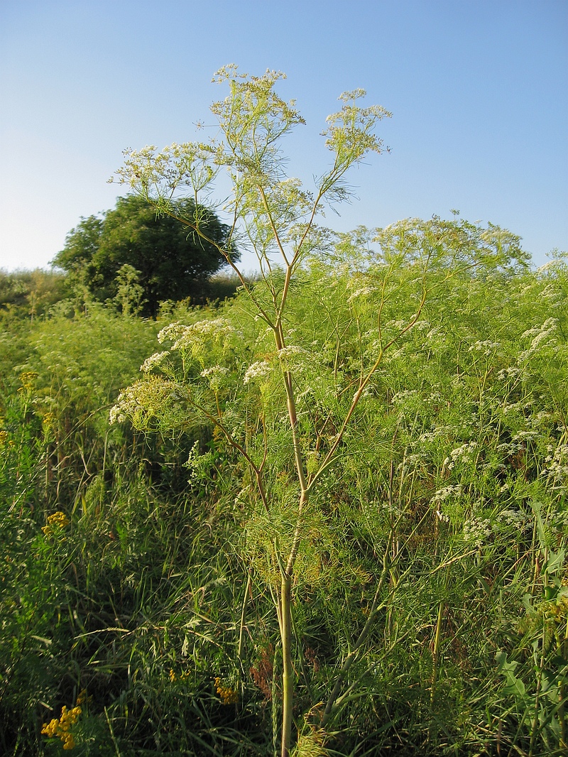 Изображение особи Chaerophyllum bulbosum.