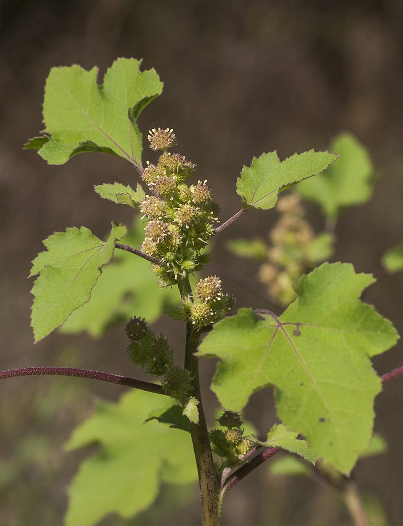 Image of Xanthium orientale specimen.