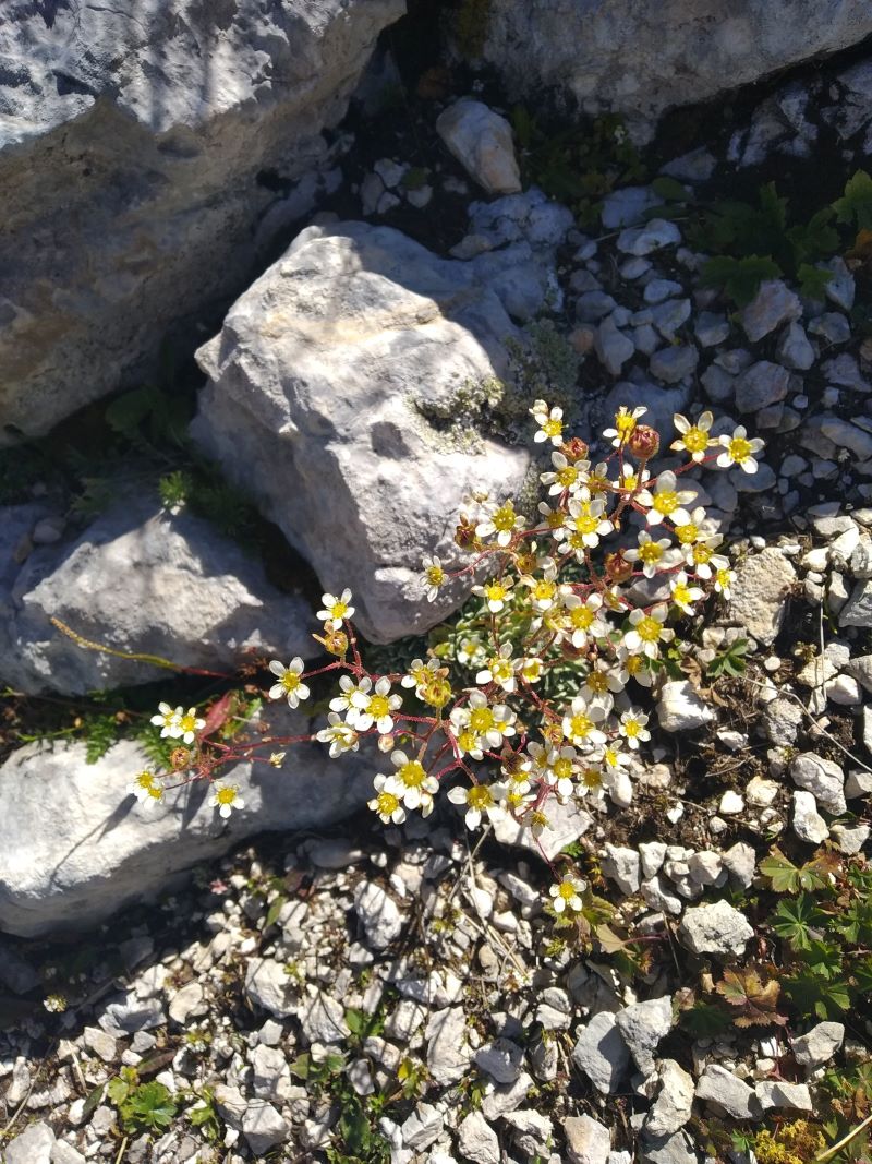 Изображение особи Saxifraga cartilaginea.