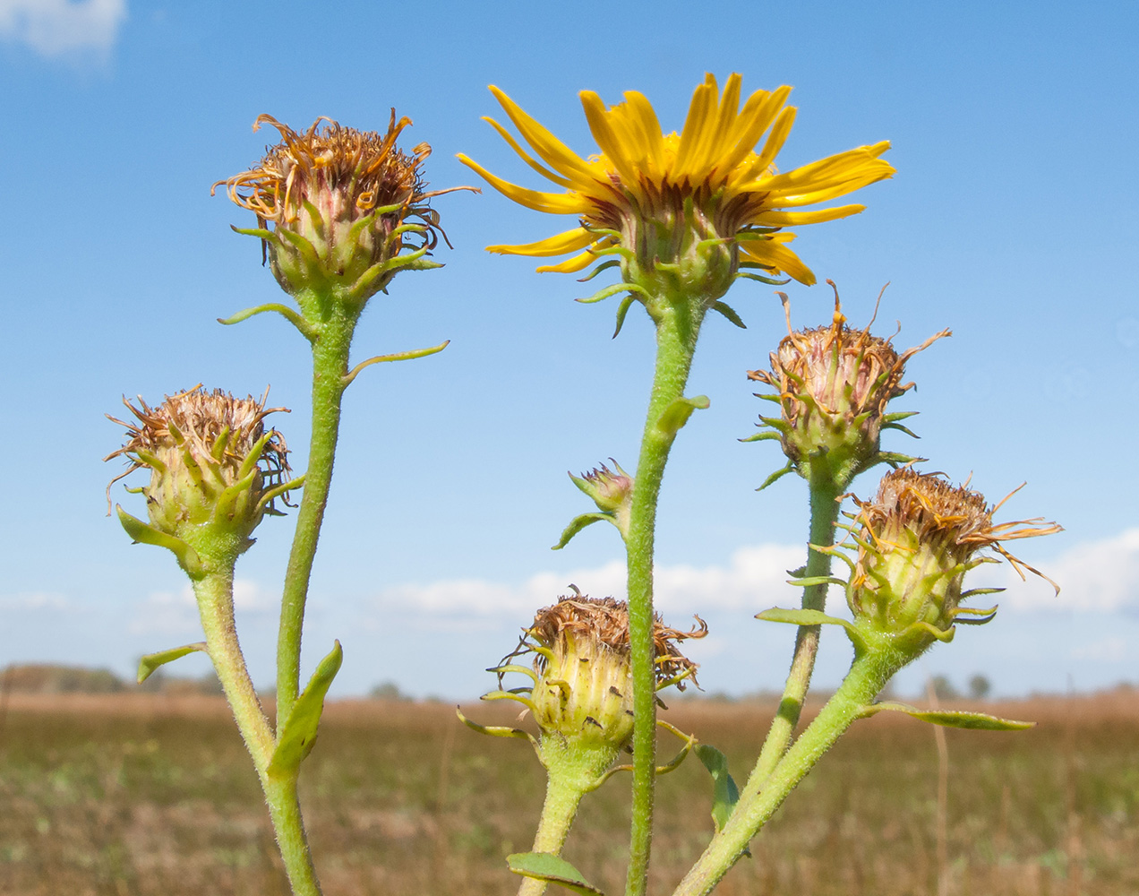 Изображение особи Inula caspica.