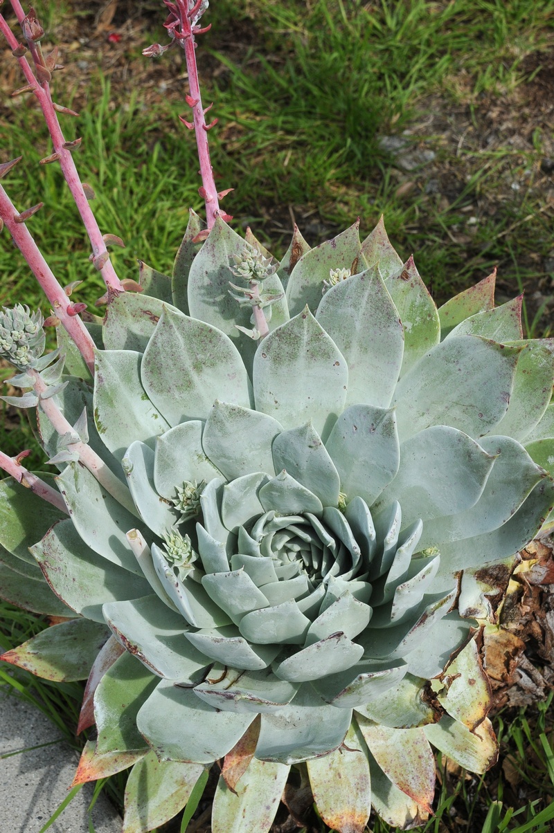 Image of Dudleya pulverulenta specimen.