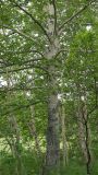 Смотреть изображение Populus suaveolens