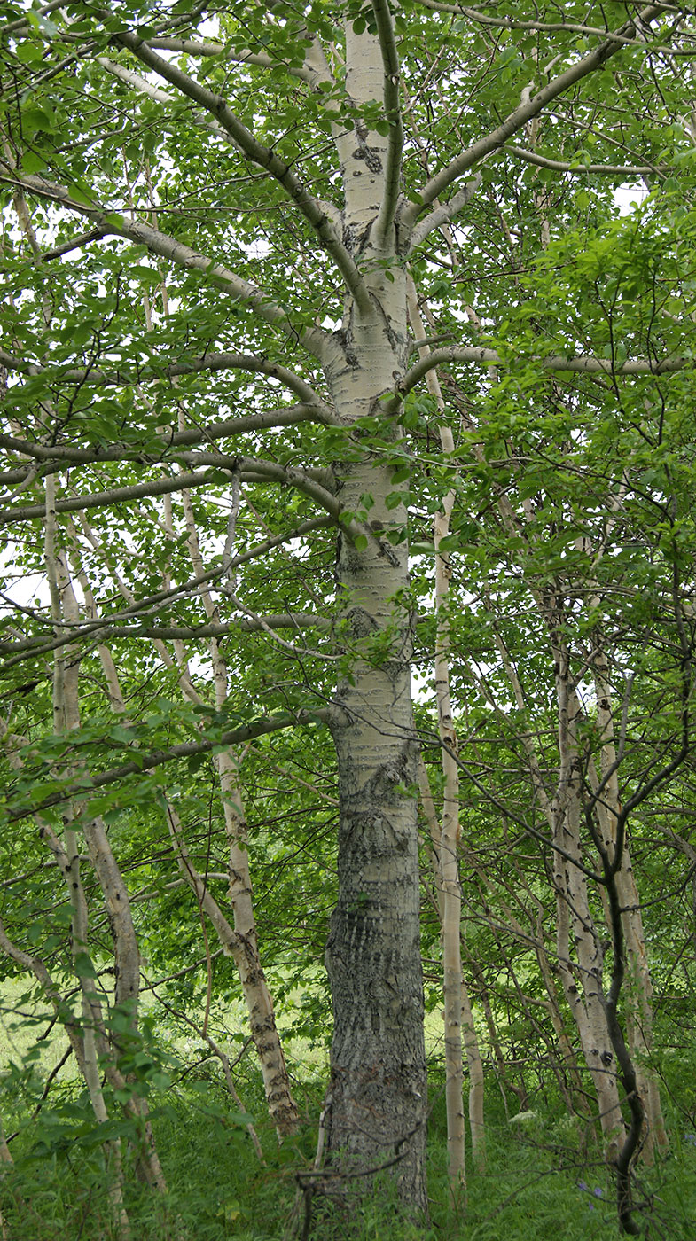 Image of Populus suaveolens specimen.