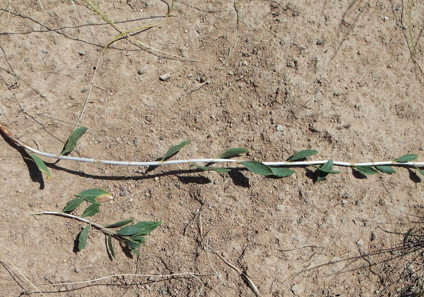 Image of Atraphaxis virgata specimen.