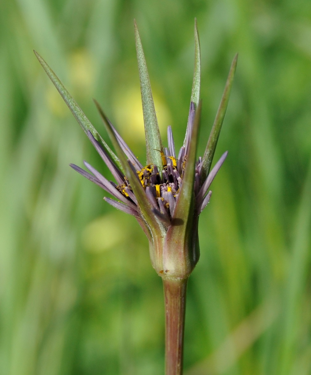 Изображение особи Tragopogon porrifolius ssp. longirostris.