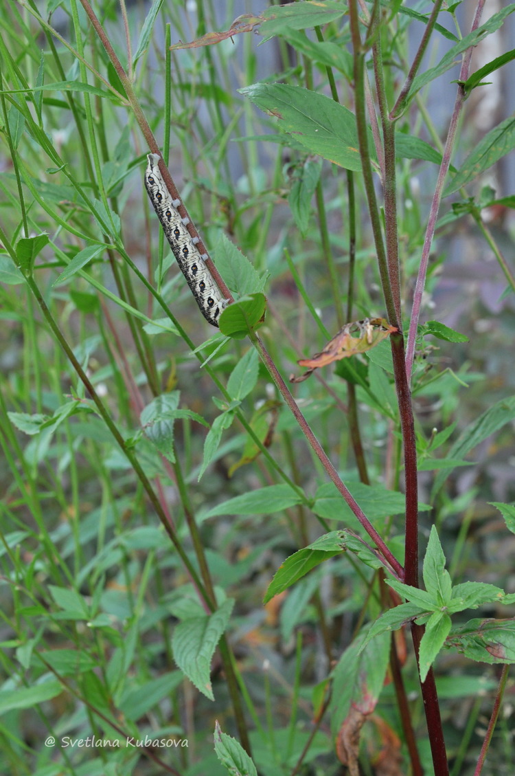 Image of Epilobium pseudorubescens specimen.