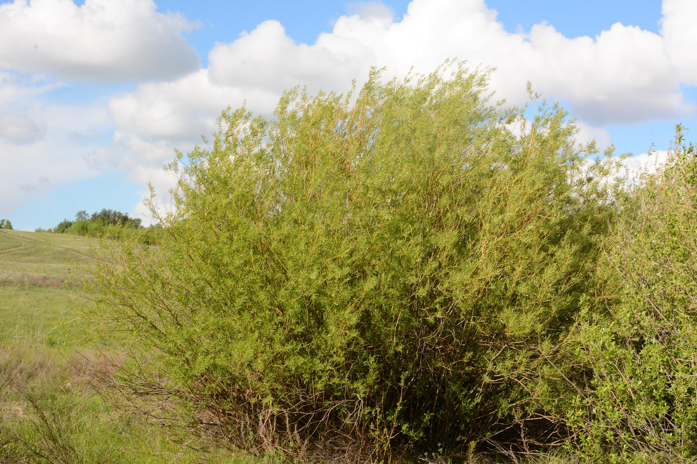 Salix vinogradovii