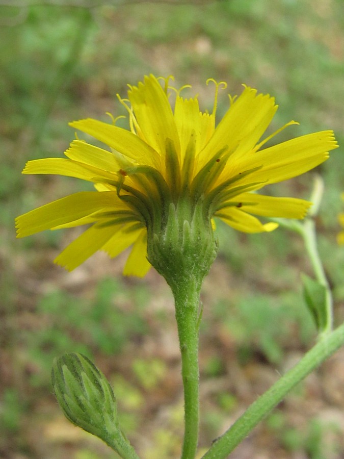 Image of genus Hieracium specimen.