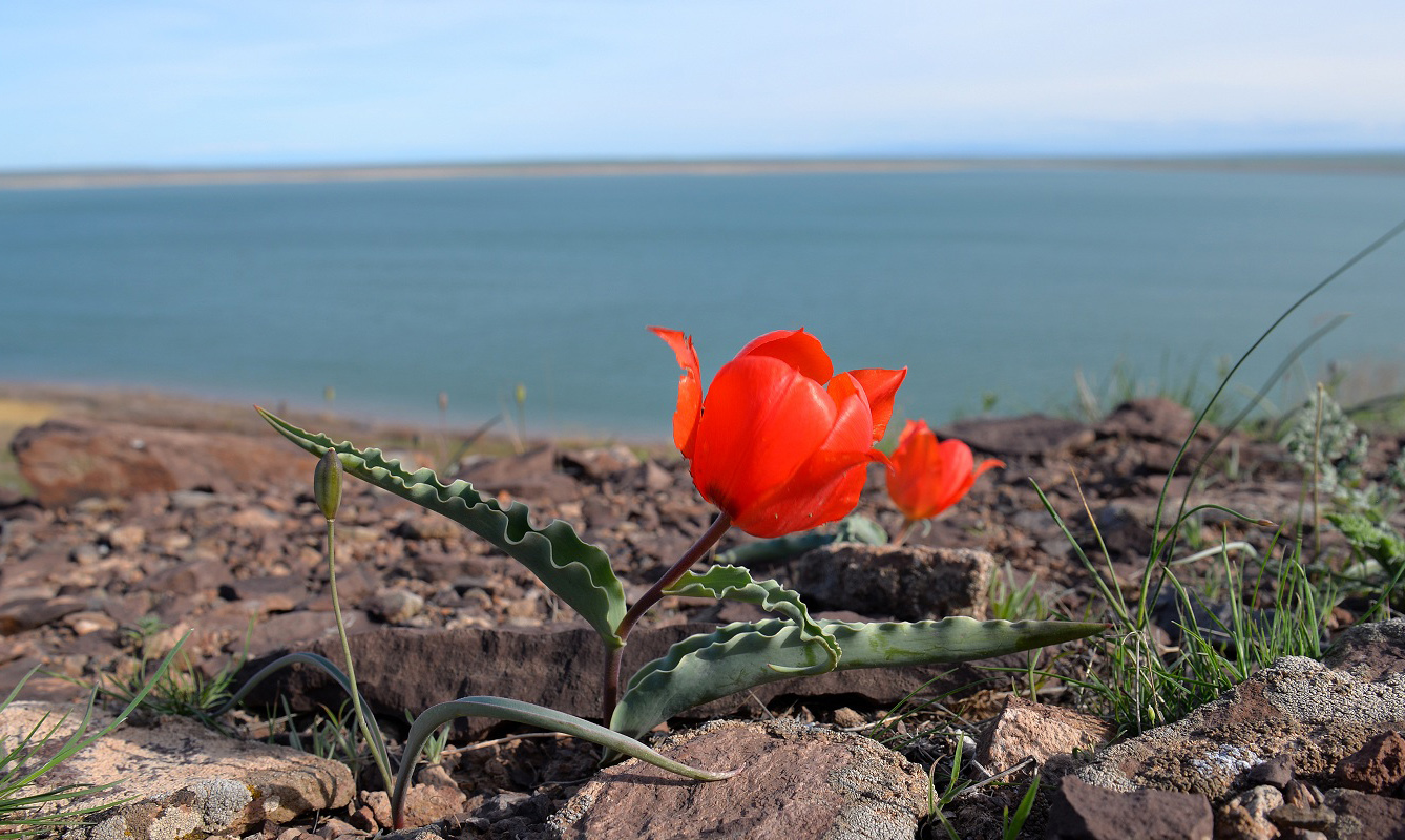 Изображение особи Tulipa alberti.