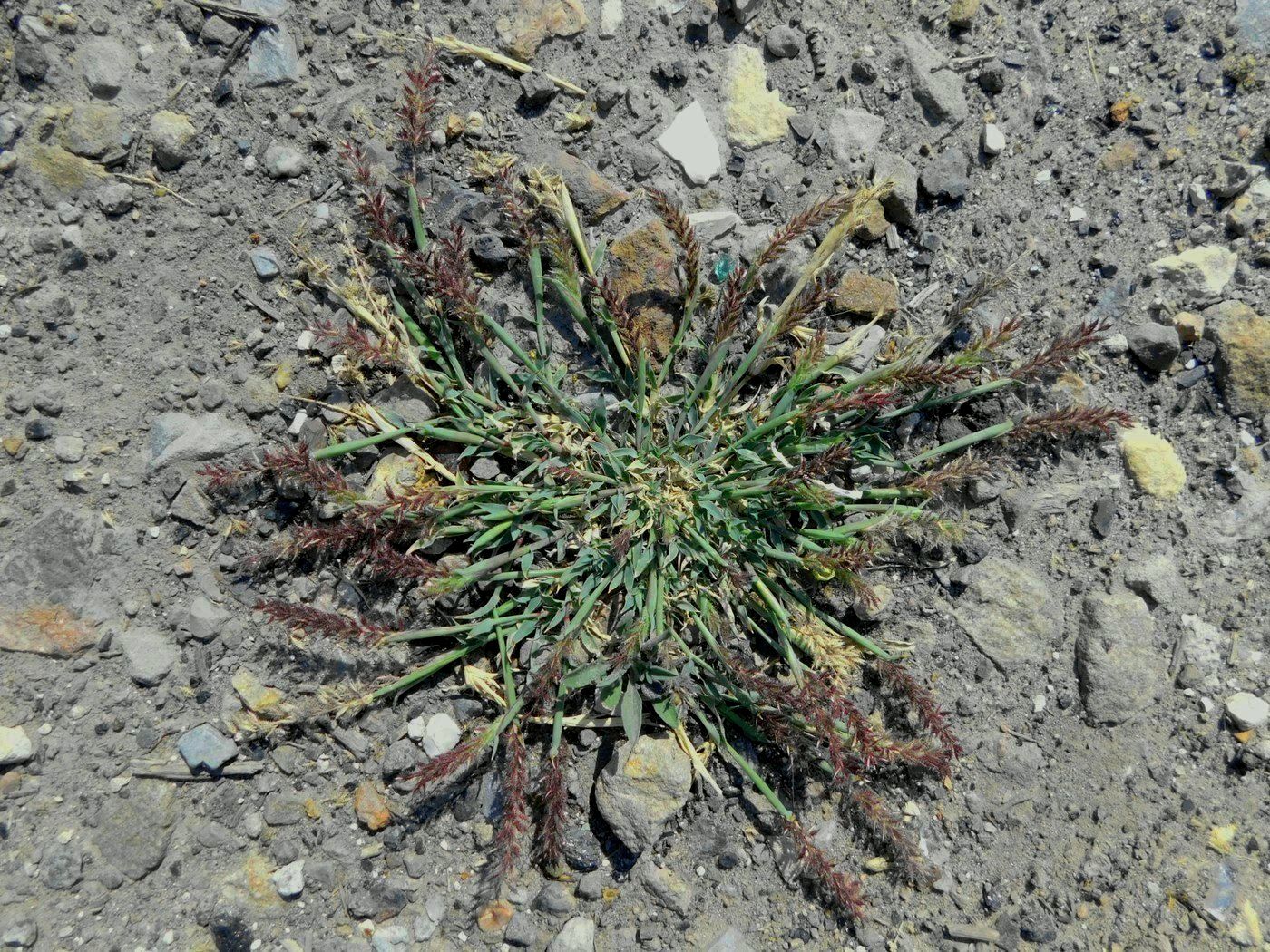 Image of Tragus racemosus specimen.